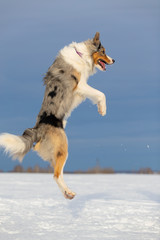 Dog Border Collie on a walk in winter