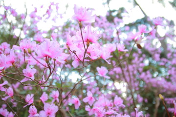 Obraz na płótnie Canvas 春に歌う陽気な陰陽なピンクの梅の花