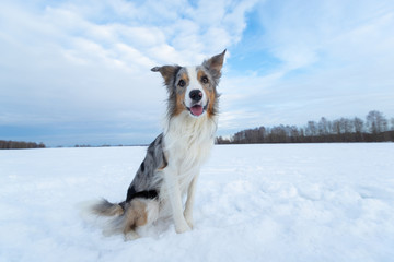 Dog Border Collie on a walk in winter