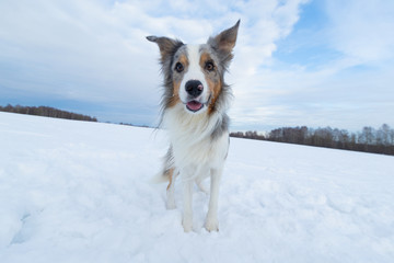 Dog Border Collie on a walk in winter