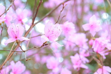 春に歌う陽気な陰陽なピンクの梅の花