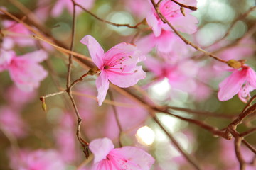 春に歌う陽気な陰陽なピンクの梅の花