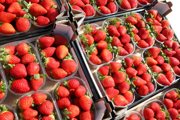 red strawberries pans for sale at the vegetable market