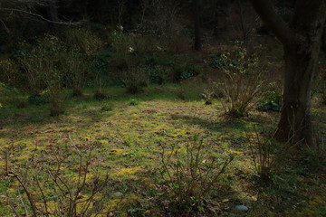 春の日本農園の美しい風景