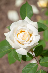 Rosa 'Weiße Gruß an Aachen'