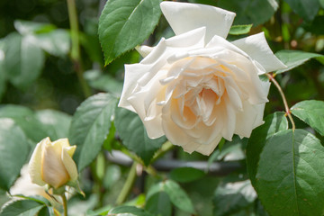 Rosa 'Ilse Krohn Superior'