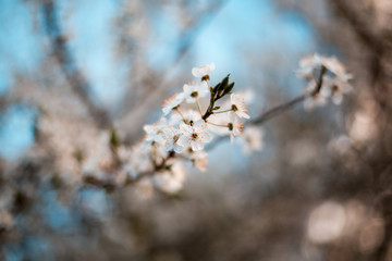 flowers in spring