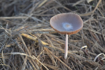 mushroom growing in a haystack