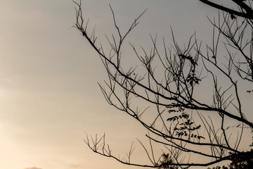 Dry tree on a sky background at Bangkok Thailand.