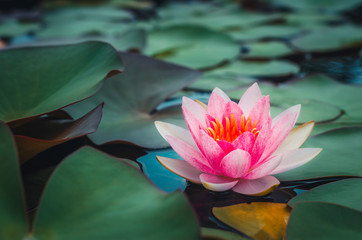 pink lotus flower in pond. aquatic water lily nature flower background.