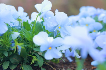 淡い小さな水色の花
