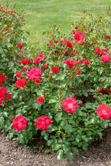 Rosa 'Rotilia'