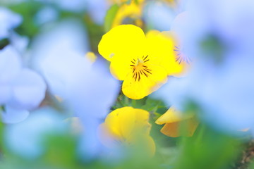 春に咲く黄色い春の花
