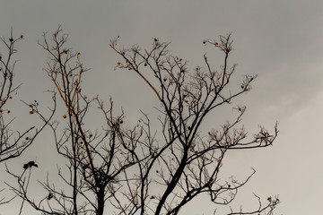 Dry tree on a sky background at Bangkok Thailand.