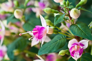 Fuchsia 'Bon Accorde' flower