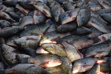 Fisch auf dem Fischmarkt