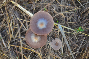 mushroom growing in a haystack