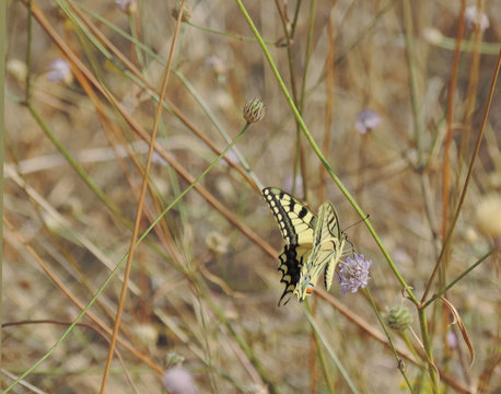 butterfly machaon on green grass
