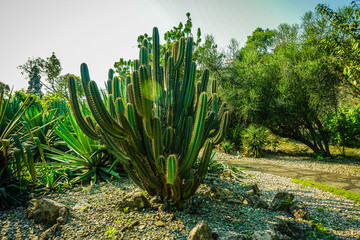 big cactus on the middle of rock and stone in center in bogor indonesia