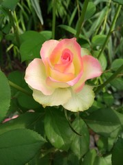 White & Pink Rose