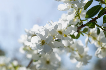 White flowers of Pearl bush