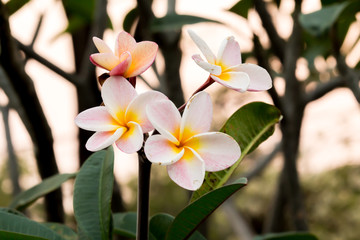 Fototapeta na wymiar Close up beautiful Blooming flower Thailand in the garden.