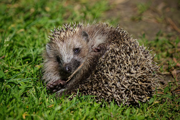 Hedgehog rests on the green grass.