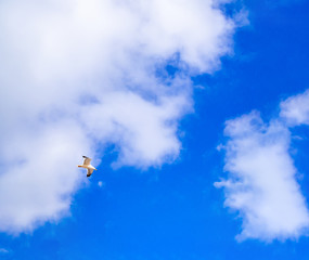 Sea gull flying in the blue clouded sky, copy space