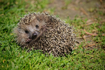 Hedgehog rests on the green grass.