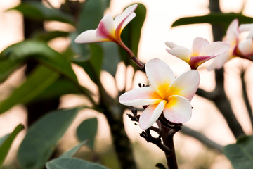 Close up beautiful Blooming flower Thailand in the garden.