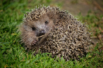 Hedgehog rests on the green grass.
