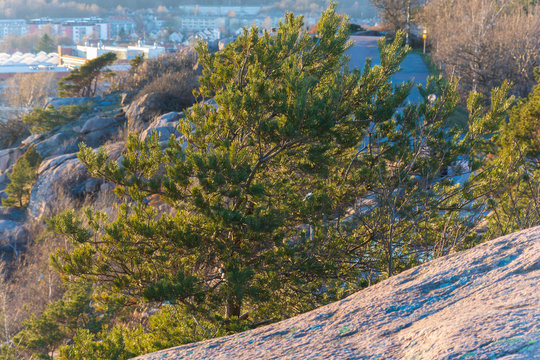Tree on the edge of ramberget hill glowing in golden light from setting sun