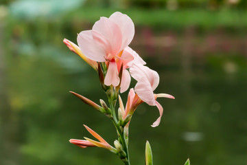 Fototapeta premium Beautiful Blooming Close up Flower Thailand in the garden.