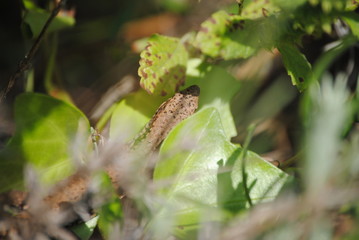 Lézard