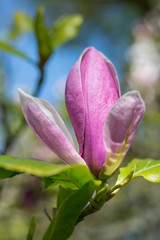 Close-up of single Magnolia x soulangeana 'Lennei' flower