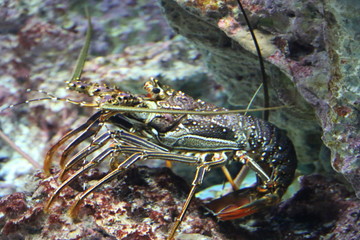 魚