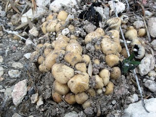 mushrooms sprouting