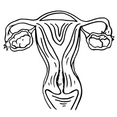 Doodle female genitals drawn with 