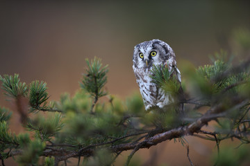 Boreal owl sitting on pine tree branch