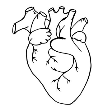 Doodle the human heart drawn with 