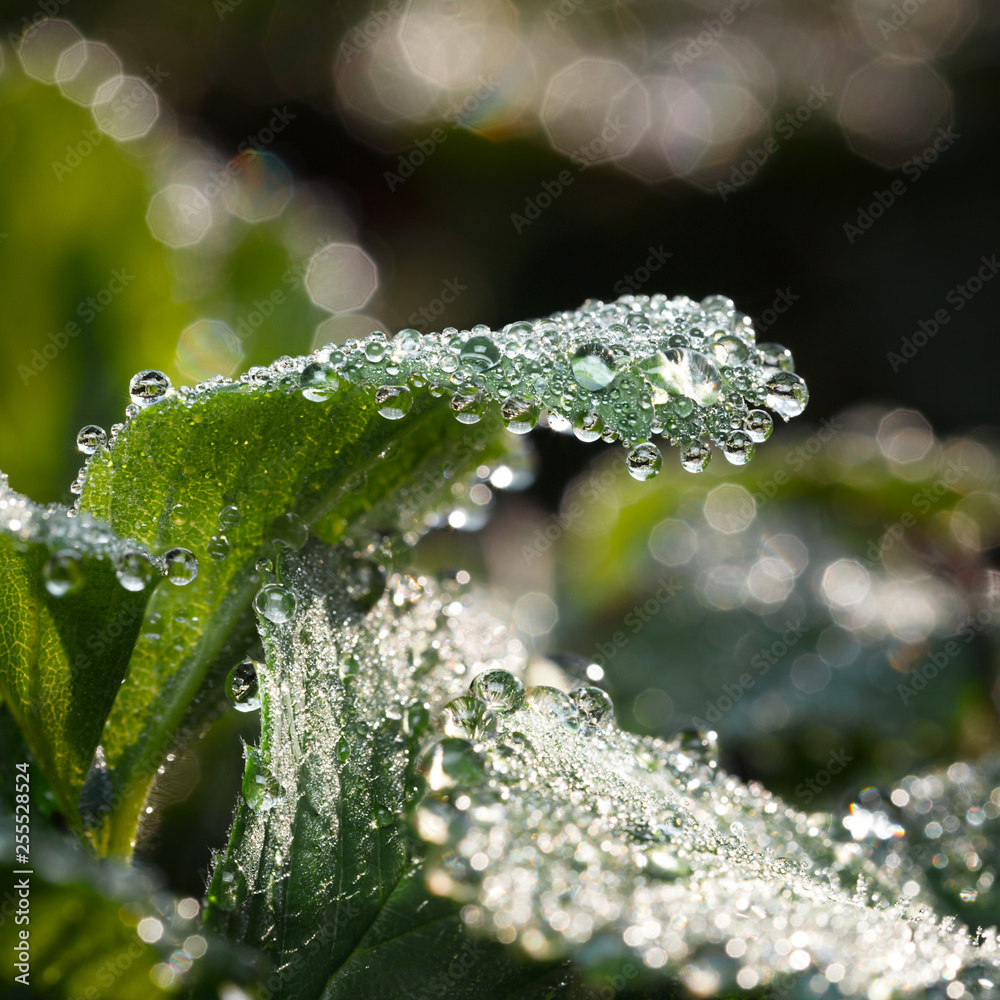 Wall mural Abundant dew