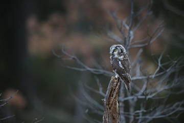 Boreal owl sitting on old tree