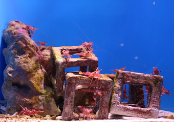 Naklejka premium 魚