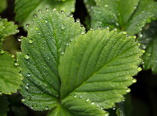 Strawberry leaves covered by water drops