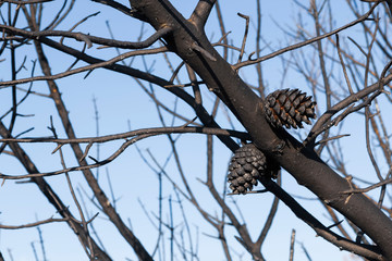 Burnt stone pine tree and pine cones against blue sky.