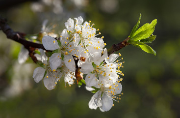 Rain and fruit tree flowers