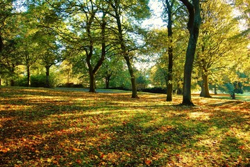 autumn in the park
