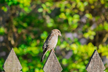 sparrow on branch