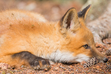 Playful young red fox, Vulpes vulpes, crouching down on forest floor stalking some prey its eyes are fixed focused on