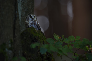 Boreal owl sitting on stump